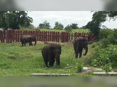 Elephantstay
