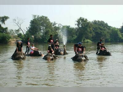 Elephantstay