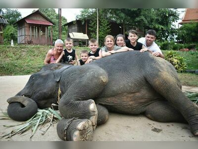 Elephantstay