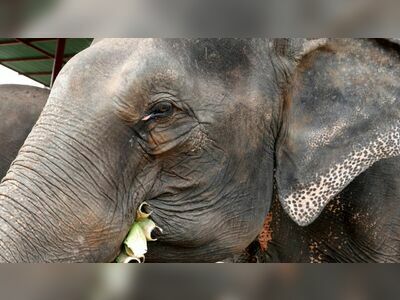 Elephantstay