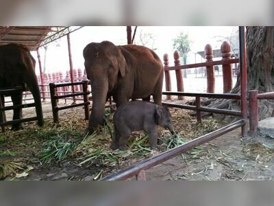 Elephantstay
