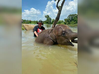Elephantstay