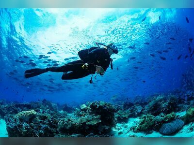 Diving and Night Snorkeling Trips