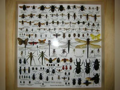 Museum of World Insects and Natural Wonders