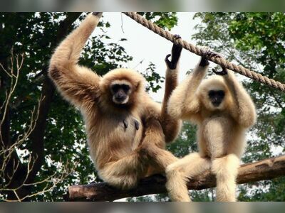 Gibbon Rehabilitation Centre