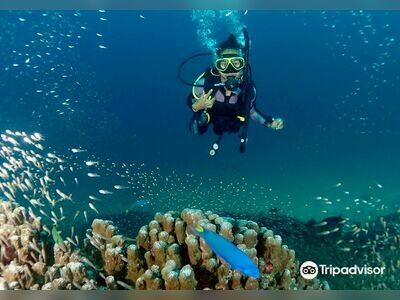 Diving and Night Snorkeling Trips