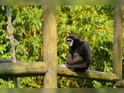 Gibbon Rehabilitation Centre