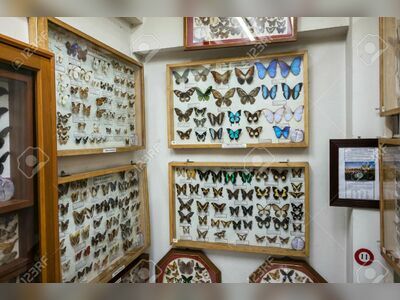Museum of World Insects and Natural Wonders