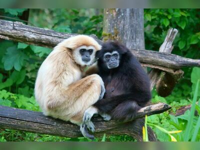 Gibbon Rehabilitation Centre