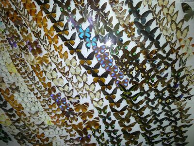 Museum of World Insects and Natural Wonders