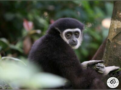 Gibbon Rehabilitation Centre