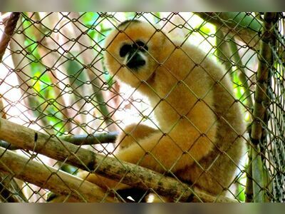 Gibbon Rehabilitation Centre