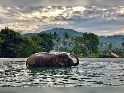 Samui Elephant Sanctuary