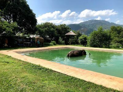 Samui Elephant Sanctuary