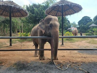 Samui Elephant Sanctuary