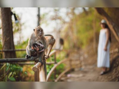 Monkey Trail, Krabi