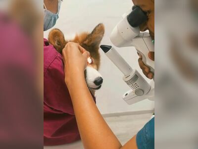 Khaoyai Pet Clinic