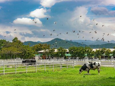 Farm Chokchai