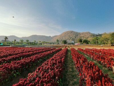 Hokkaido flower park