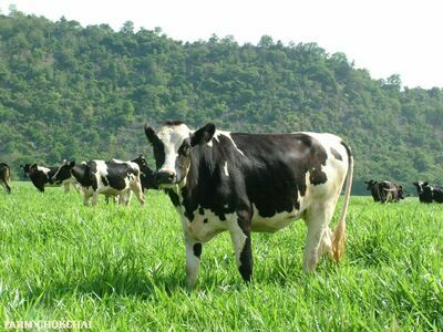 Farm Chokchai