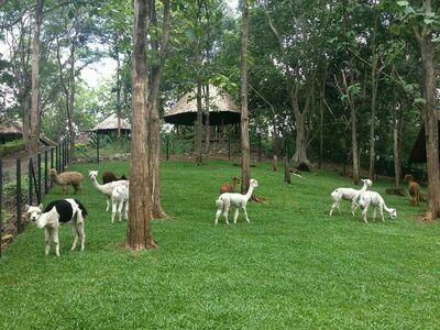 Bonanza Exotic Park