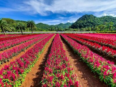 Hokkaido flower park