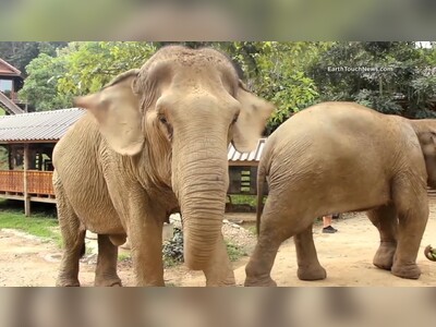 Boon Lott's Elephant Sanctuary