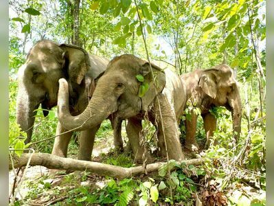 Boon Lott's Elephant Sanctuary