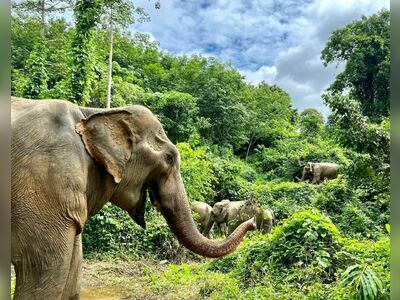 Boon Lott's Elephant Sanctuary
