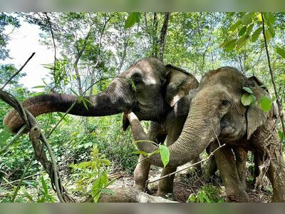 Boon Lott's Elephant Sanctuary