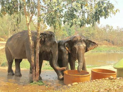 Boon Lott's Elephant Sanctuary