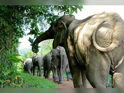 Boon Lott's Elephant Sanctuary