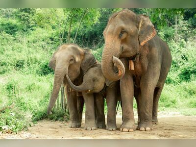 Boon Lott's Elephant Sanctuary