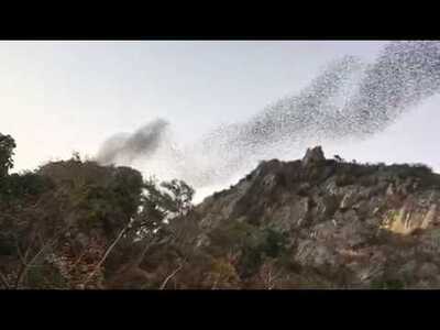 Chao Ram Bat Cave