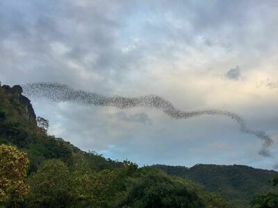Chao Ram Bat Cave