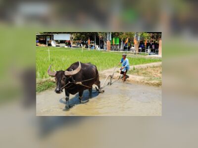 Buffalo Conservation Village