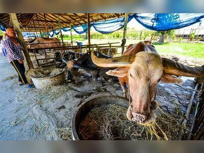 Buffalo Conservation Village