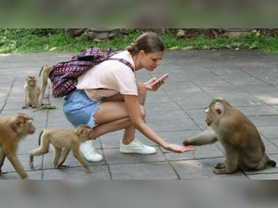 Monkey Hill, Phuket, Thailand