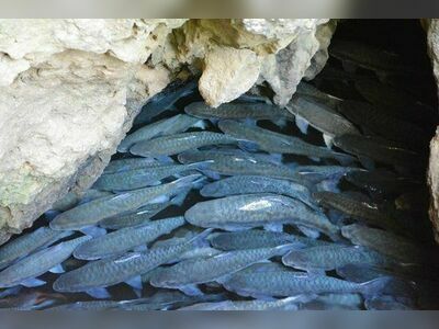 Tham Pla Fish Cave, Mae Hong Son, Thailand