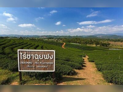 Choui Fong Tea Plantation, Chiang Rai, Thailand