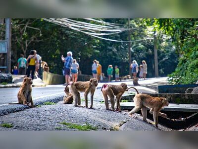 Monkey Hill, Phuket, Thailand
