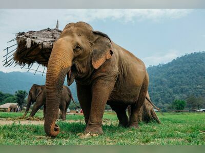 Elephant Nature Park, Chiang Mai, Thailand