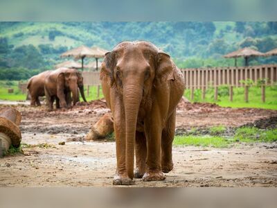 Elephant Nature Park, Chiang Mai, Thailand