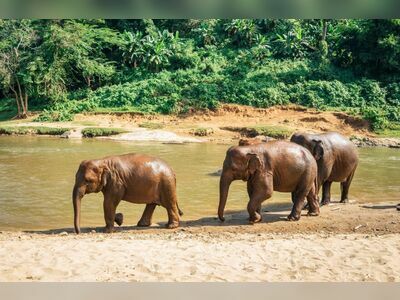 Elephant Nature Park, Chiang Mai, Thailand