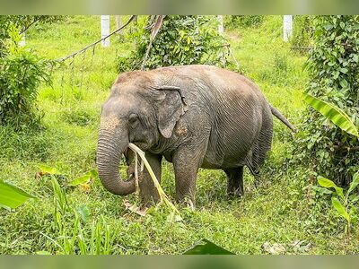 Phuket Elephant Sanctuary, Thailand