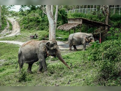 Phuket Elephant Sanctuary, Thailand