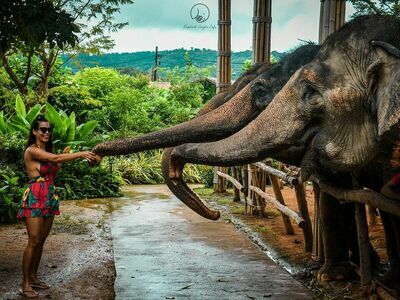 Phuket Elephant Sanctuary, Thailand