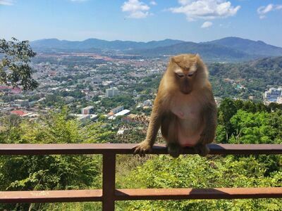 Monkey Hill, Phuket, Thailand