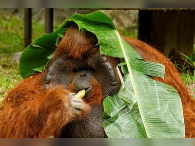 Chiang Mai Zoo, Thailand