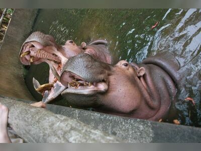 Chiang Mai Zoo, Thailand